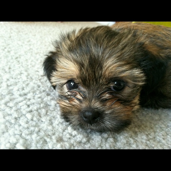 Meet your Posher, Aiyuri - Picture 1 of 1